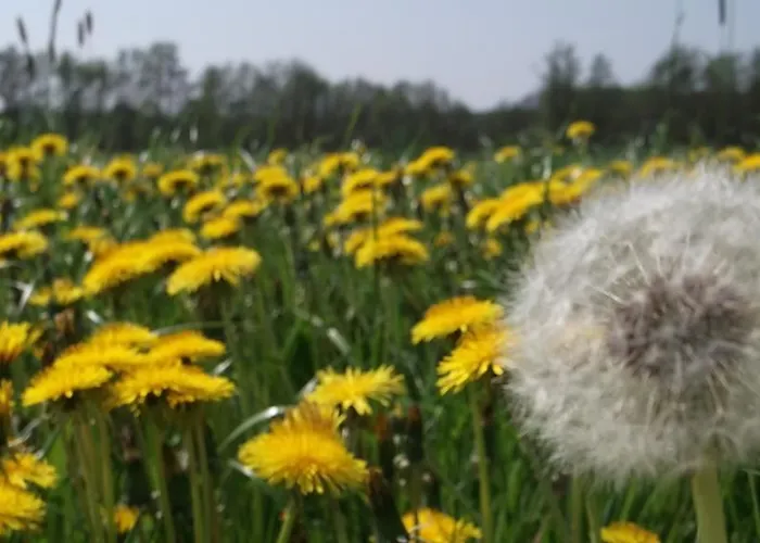 Отель Nigel Restaurant & Im Wendland 3*